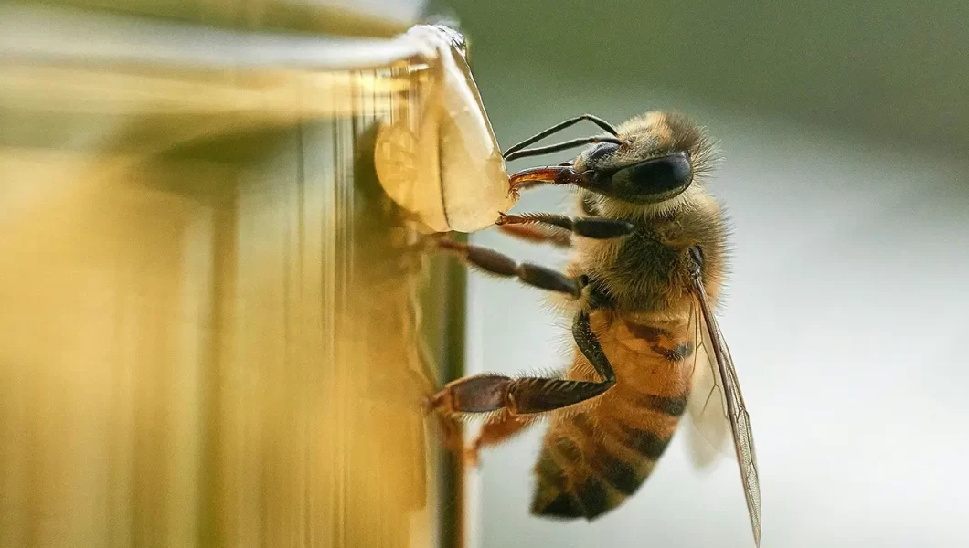 A bee collects nectar to make honey. Sweet!