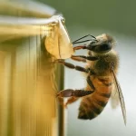 A bee collects nectar to make honey. Sweet!