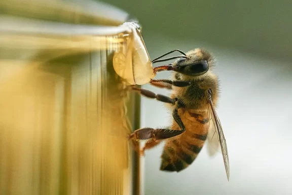 A bee collects nectar to make honey. Sweet!