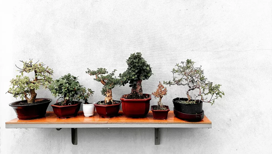 bonsai