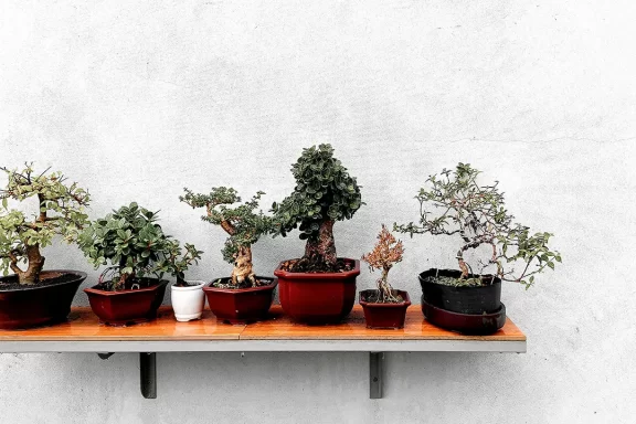 bonsai