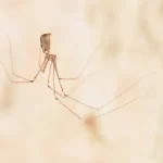 Daddy Long Legs