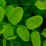 Moringa oleifera