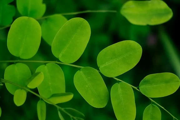 Moringa oleifera