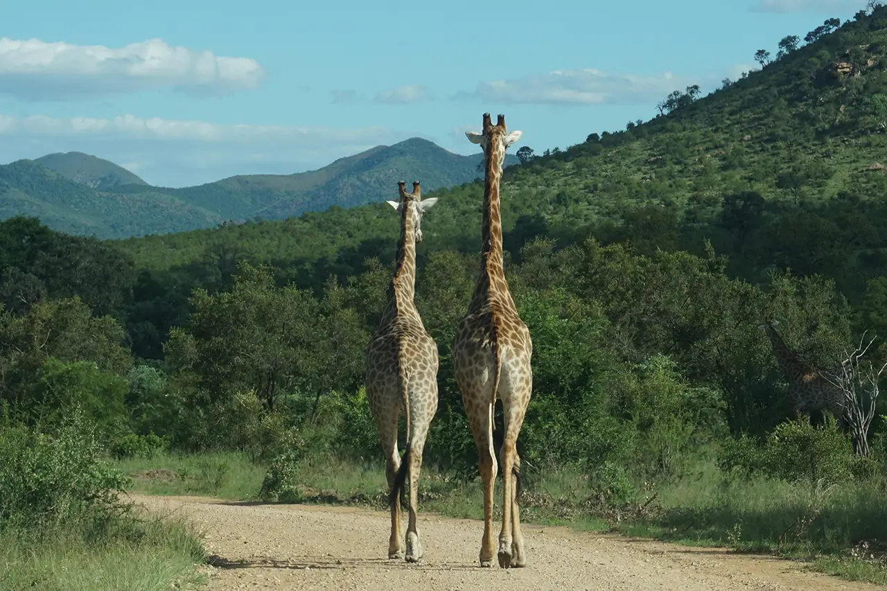 Top 10 Local Destinations Every South African Should Visit - Kruger National Park